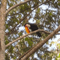 Tucà al Parc Nacional d'Iguaçú