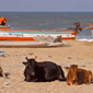 platja Mamallapuram India