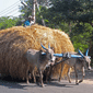 carro búfales Índia