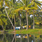 Palmeres, Kerala