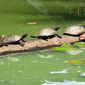 Tortugues Tambopata Perú