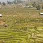 Sapa