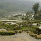 Sapa